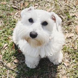Jenny - Miniature Schnauzer