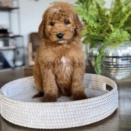 Boy 4 - Red  male Goldendoodle puppy in St George, Utah from Doodle Bears of Southern Utah