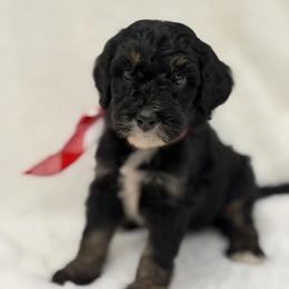 Mr. Slushie - Phantom male Bernedoodle puppy in Hegins, Pennsylvania from Bubbling Springs Doodles, LLC