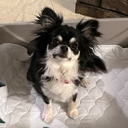 Evie - Chihuahua