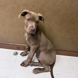 Knox - Brown male American Bully puppy in El Dorado, Arkansas from KO Dynasty Kennels