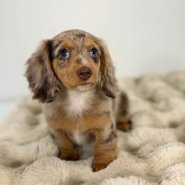Ocean - Dapple female Dachshund puppy in Lehi, Utah from Cherry Creek Dachshunds