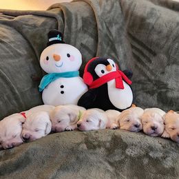 Golden Retriever Puppies from Dandelion Meadows Farm