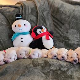 Golden Retriever Puppies from Dandelion Meadows Farm