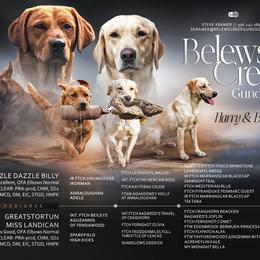 Labrador Retriever puppies from Belews Creek Gundogs