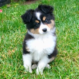Australian Shepherds, Miniature American Shepherds, and Miniature Australian Shepherds from AlwaysAussies