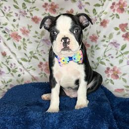 Sonny - Black brindle and white male Boston Terrier puppy in Mountain Home, Arkansas from B and T Lewis Farms