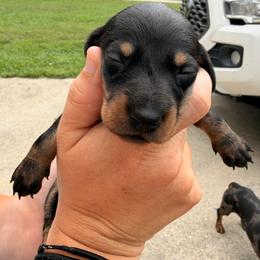 Teddie - Black and tan female Dachshund puppy in Aragon, Georgia from Daschunds Unlimited