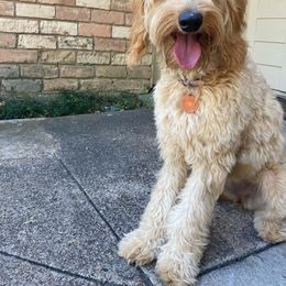 Goldendoodle Puppies from Celebrity Doodles DFW