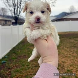 Vader - White male Maltipoo puppy in Morehead, Kentucky from Paw Perfect Pets