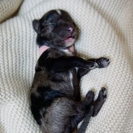 Artemisia - Blue merle female Aussiedoodle puppy in Davie, Florida from Miami Mini Doodles