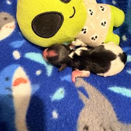 Solo - Black tan and white male Biewer Terrier puppy in Iva, South Carolina from Petit Bijou Biewer Terriers & Russian Salon Dogs