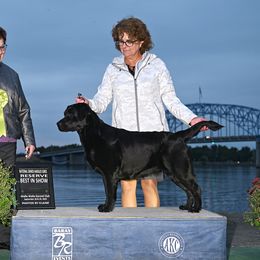 Mari - Labrador Retriever