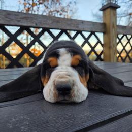 Ray Ray - Black brown and white male Basset Hound puppy in Denison, Texas from Emma Lou's Baby Bassets