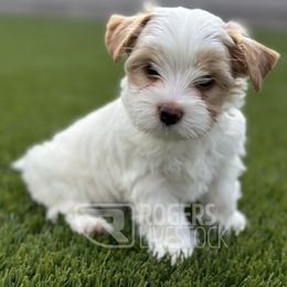 Carroll - Tan and white Yorkshire Terrier puppy in Laveen, Arizona from Rogers Family Yorkies
