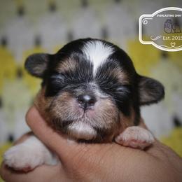 Gabby - Black and tan female Shih Tzu puppy in Suwanee County, Florida from Everlasting Shih Tzu