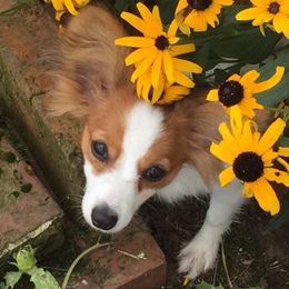 Australian Shepherds and Papillons from Otto’s Australian Shepherds and Papillons