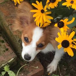 Australian Shepherds and Papillons from Otto’s Australian Shepherds and Papillons