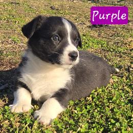 Purple - Black and white female Cardigan Welsh Corgi puppy in Lynchburg, Ohio from Old Iron Farm