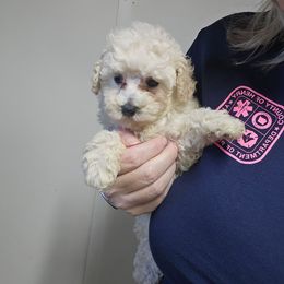 Grey collar male - Cream male Poodle puppy in Stuart, Virginia from Pine Ridge Kennels