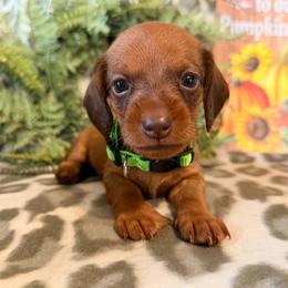 Gator - Red male Dachshund puppy in Lynn, Indiana from StorSma Farms