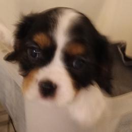 Boy 4 - Tri-color male Cavalier King Charles Spaniel puppy in East Providence, Rhode Island from Marta's Cavaliers