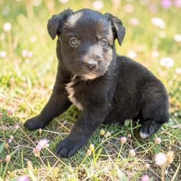 Riff - Black tri-color male Australian Shepherd puppy in Statesville, North Carolina from Charming Australian Shepherds