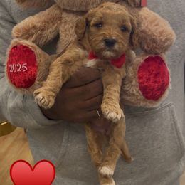 Candy Cane - Red  female Goldendoodle puppy in Richmond, Texas from Harper’s Heartbeats