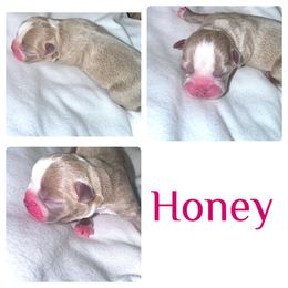Honey - Boston Terrier puppy from Circle P's Boston Terriers