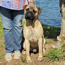 Rudy - Bullmastiff