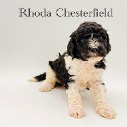 Rhoda Chesterfield - Parti female Goldendoodle puppy in Milford, Pennsylvania from Doodles Are Golden
