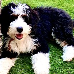 Malcolm - Bernedoodle