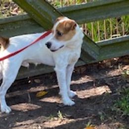 Bunker - Jack Russell Terrier