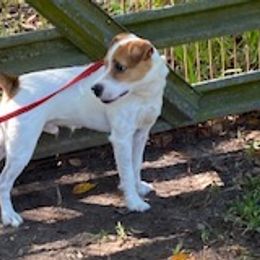 Bunker - Jack Russell Terrier