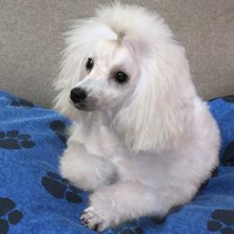 Marietta - Poodle