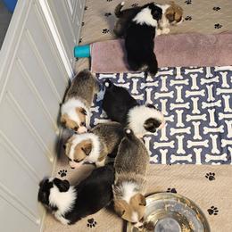 Group photos and videos - Red female Pembroke Welsh Corgi puppy in Deming, New Mexico from Dragon Ridge Corgis