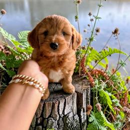 Summer - Red female Aussiedoodle puppy in Sparta, Missouri from Sis' Doodles & Poodles