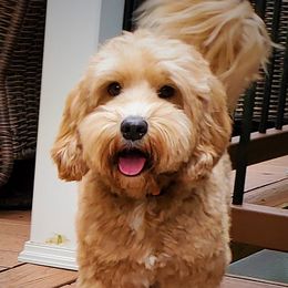 Bailey - Australian Labradoodle