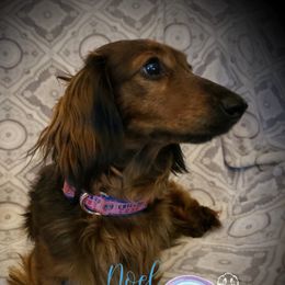 Scarlett - Dachshund