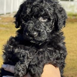 Iris - Black female Goldendoodle puppy in Arcadia, Florida from KnuDawn Goldendoodles and Cavapoos