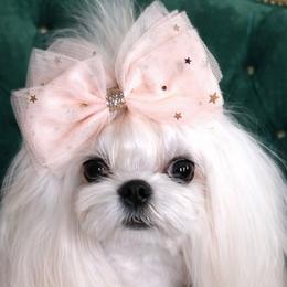 Biewer Terriers, Maltese, Maltipoos, Poodles, and Yorkshire Terriers from Yorkie & Maltese Royalty