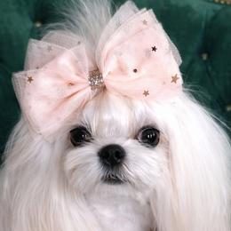 Biewer Terriers, Maltese, Maltipoos, Poodles, and Yorkshire Terriers from Yorkie & Maltese Royalty