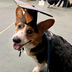 Pembroke Welsh Corgis from von Fluffy Bottoms