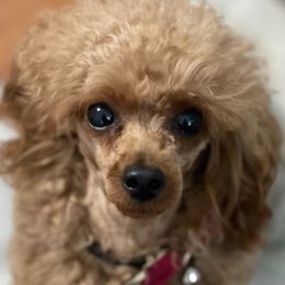 Poodles from Kendra’s Prissy Toy Poodles