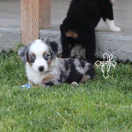 Beth Dillon - Blue merle female Miniature American Shepherd puppy in Elgin, Oregon from Cross L Miniature American Shepherds