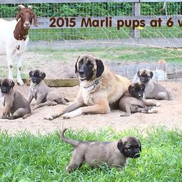 Anatolian Shepherd Dog Puppies from Alaturkay Anatolians since 1987