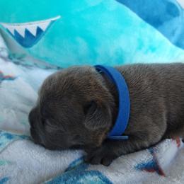 French Bulldog Puppies from Great White French Bulldogs