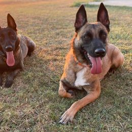 Belgian Malinois from Vandergriff Malinois