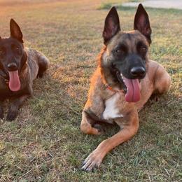 Belgian Malinois from Vandergriff Malinois