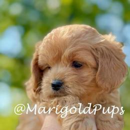 Preston - Red male Cavapoo puppy in Liberty, Missouri from Marigold Pups